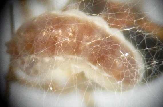 Image 3: Full-grown larva building cocoon (2)